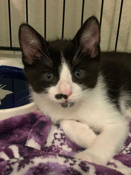 picture of the cat needing adoption