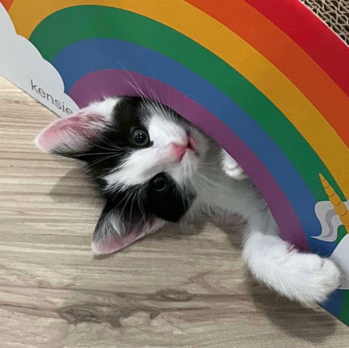 picture of the cat needing adoption