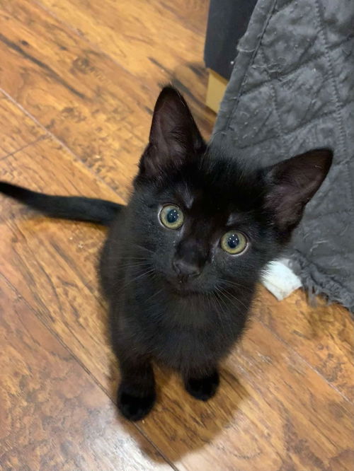 picture of the cat needing adoption