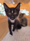 adoptable Cat in  named StarLord