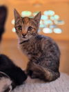 adoptable Cat in  named ShadowCat