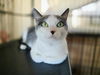 adoptable Cat in santa clara, CA named Honey