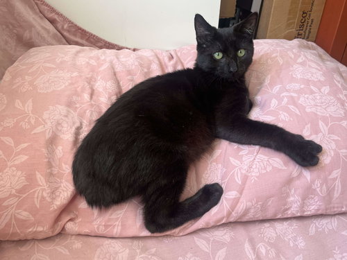 picture of the cat needing adoption