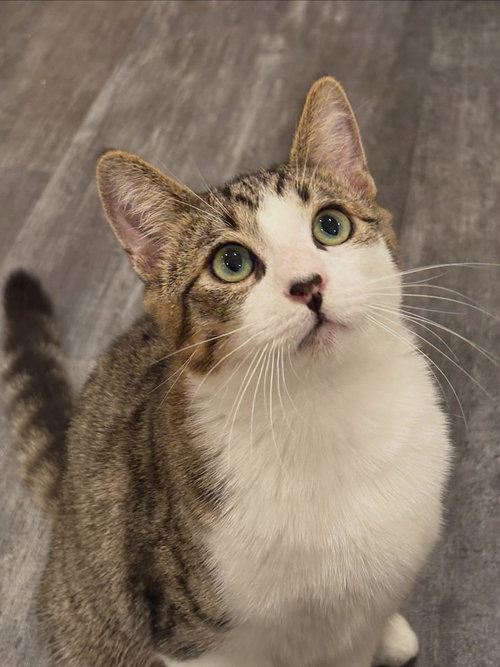 picture of the cat needing adoption