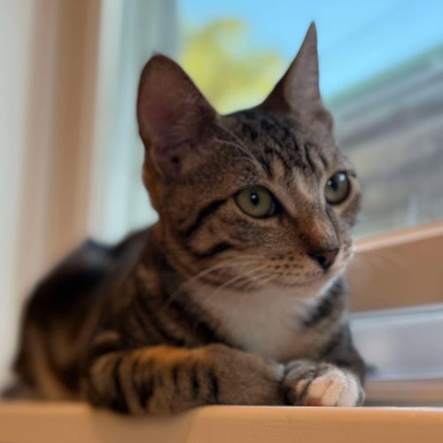 picture of the cat needing adoption