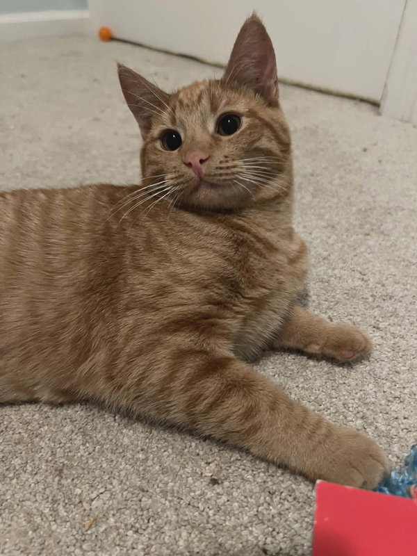 Nutmeg
