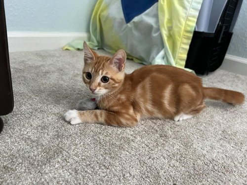 picture of the cat needing adoption