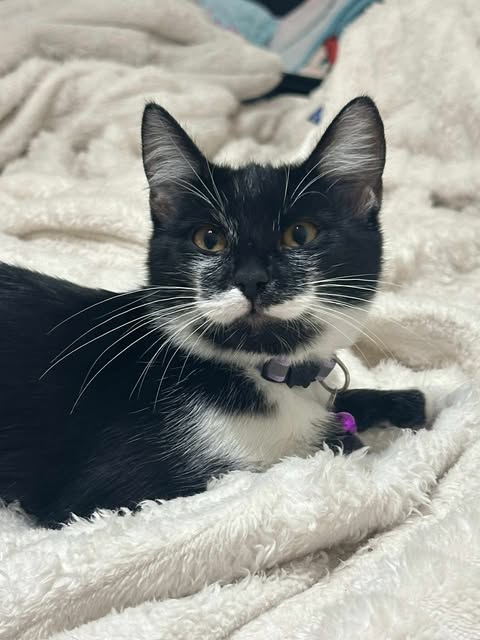 picture of the cat needing adoption