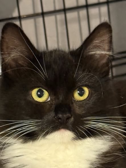 picture of the cat needing adoption