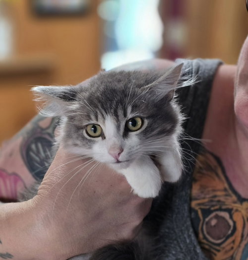 picture of the cat needing adoption