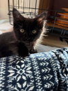 Kiki - Photo 1