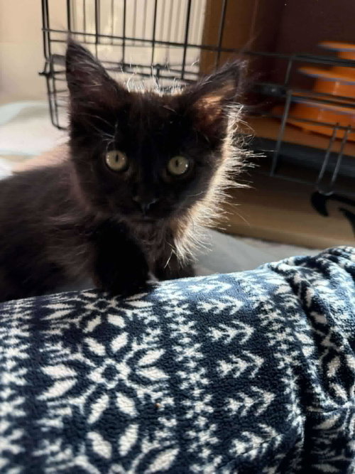 KIKI - Domestic Medium Hair available for adoption