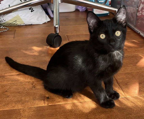 Jiji