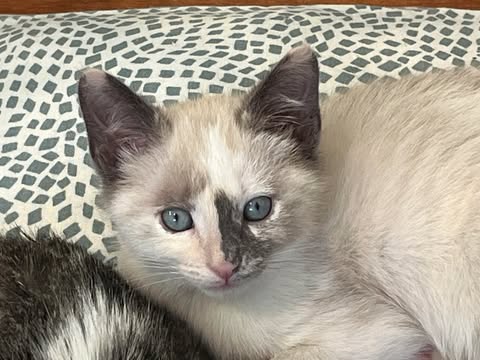 Flurry, Baby Domestic Short Hair / Snowshoe / Mixed (short coat), cat for adoption in Oakley, California