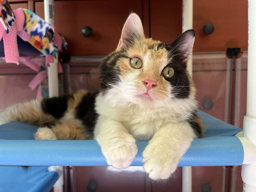 Missy Meow Meow, Baby Domestic Medium Hair / Calico / Mixed (medium coat), cat for adoption in Oakley, California
