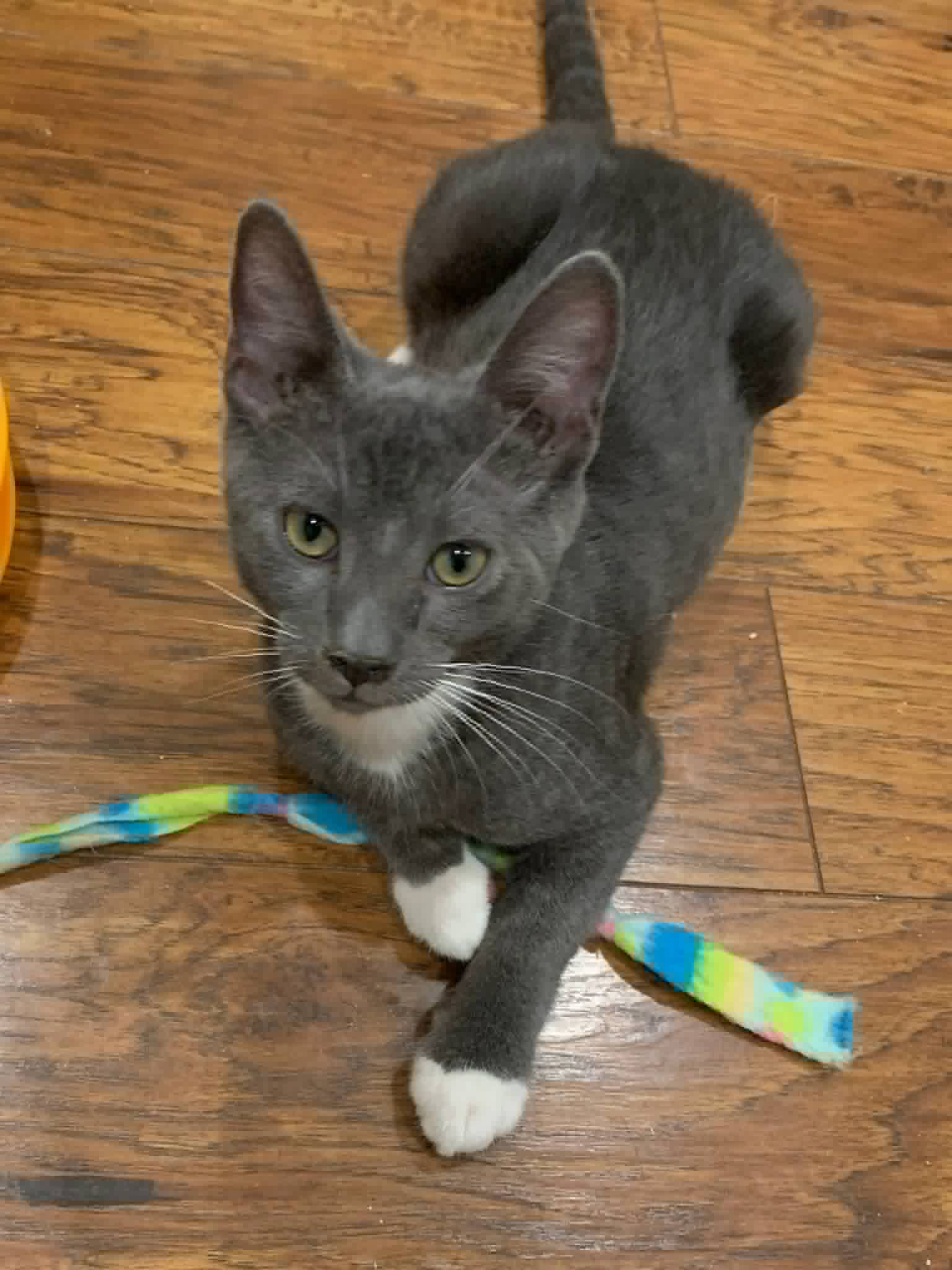 Buddy - Domestic Short Hair