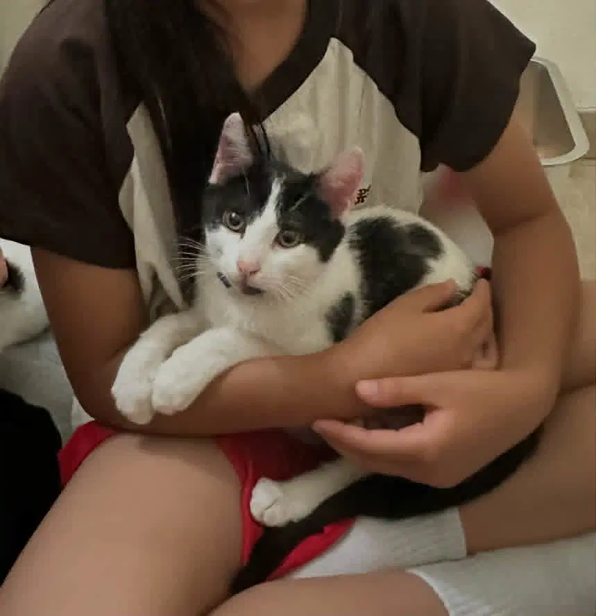 Maybelline - Domestic Short Hair