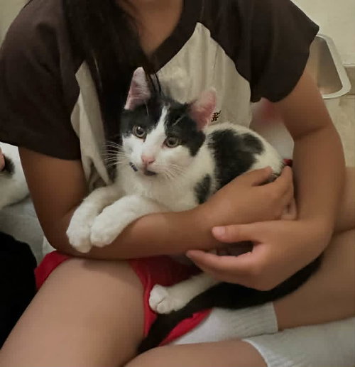 picture of the cat needing adoption
