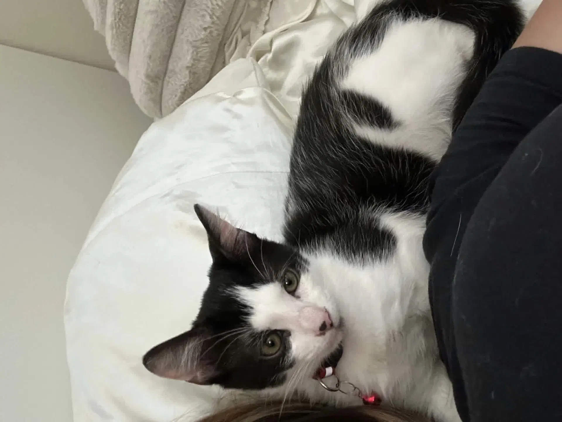 Adam Ant - Domestic Short Hair
