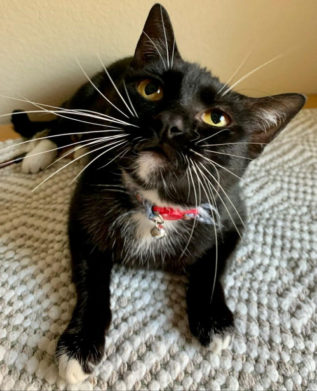 adoptable Cat in Montgomery, TX named TaTa