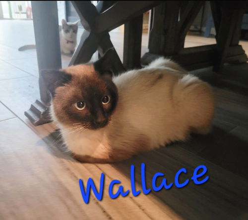 Wallace