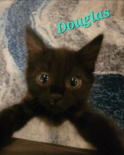 Douglas