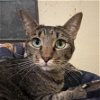 adoptable Cat in montgomery, TX named Poinsetta