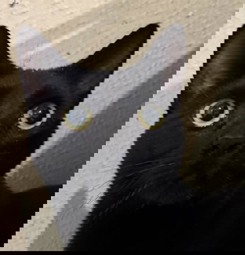 Sampson