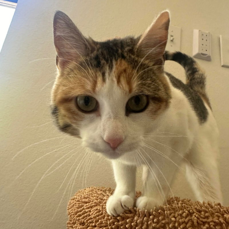 adoptable Cat in Montgomery, TX named Lola