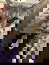 Beauty-furr