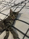 Anton