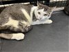 adoptable Cat in  named Putzie