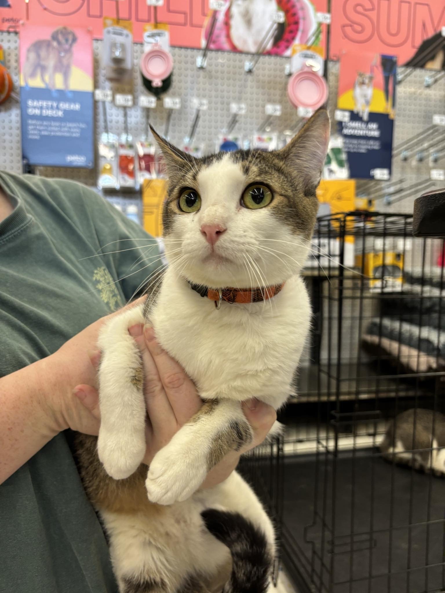adoptable Cat in Montgomery, TX named Sonny