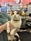 adoptable Cat in montgomery, TX named Sonny