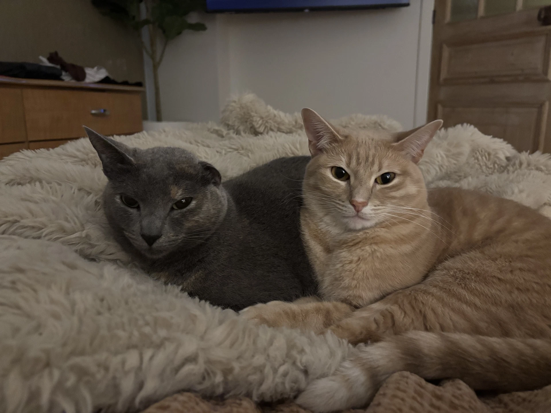 Freya