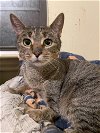 adoptable Cat in montgomery, TX named Gloria