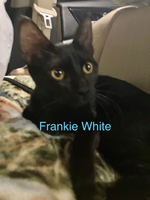 Frankie White