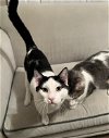 adoptable Cat in montgomery, TX named Mark