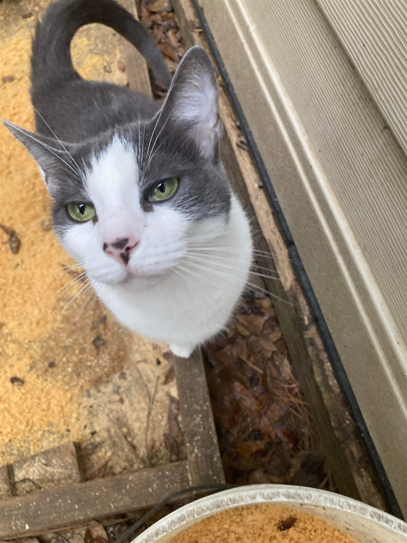 adoptable Cat in Montgomery, TX named Dani