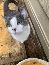 adoptable Cat in montgomery, TX named Dani