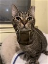 adoptable Cat in montgomery, TX named Archer