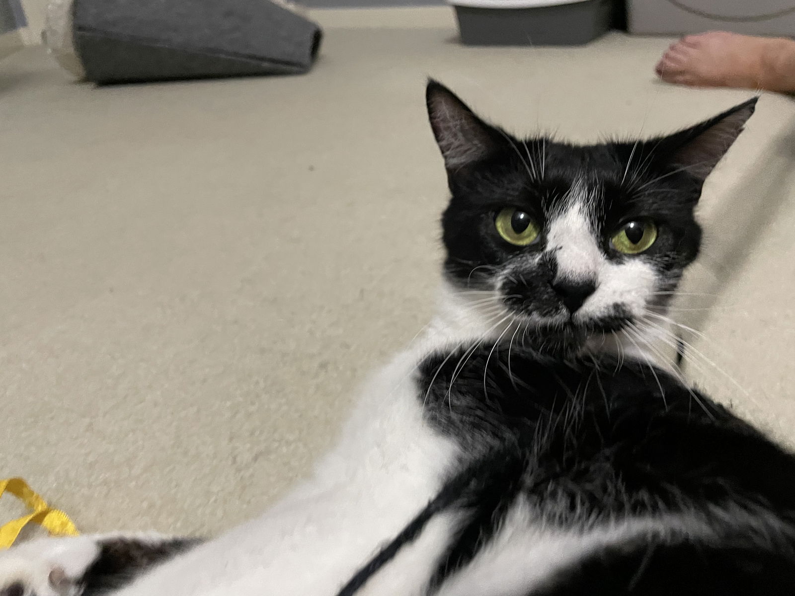 adoptable Cat in Montgomery, TX named Magpie