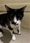 adoptable Cat in  named Magpie