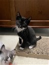adoptable Cat in montgomery, TX named Dexter