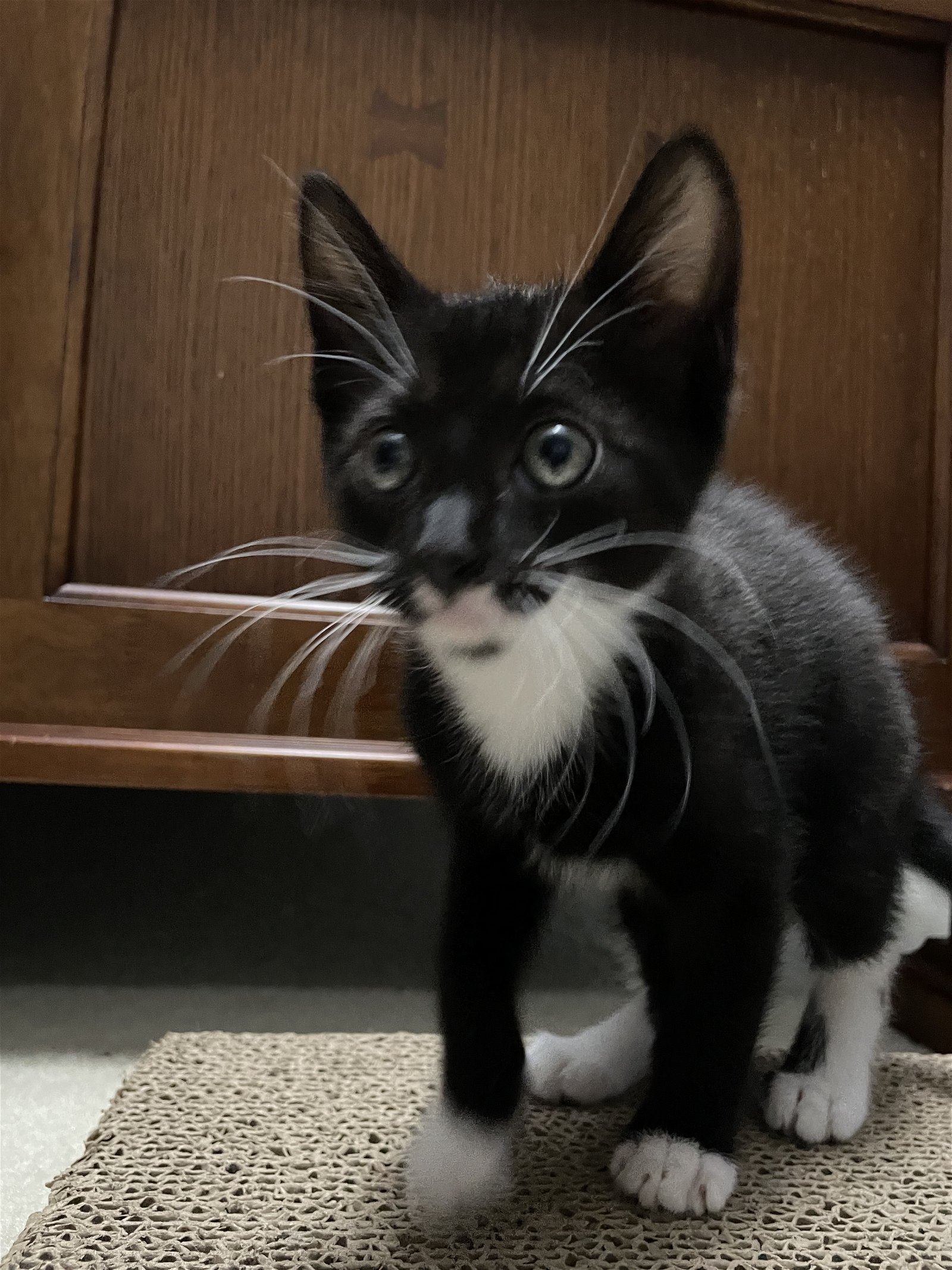 adoptable Cat in Montgomery, TX named Dexter