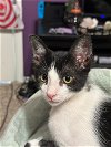 adoptable Cat in montgomery, tx, TX named Clove