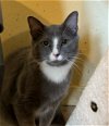 adoptable Cat in montgomery, TX named Basil