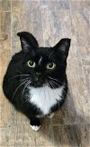 adoptable Cat in montgomery, TX named Maeve