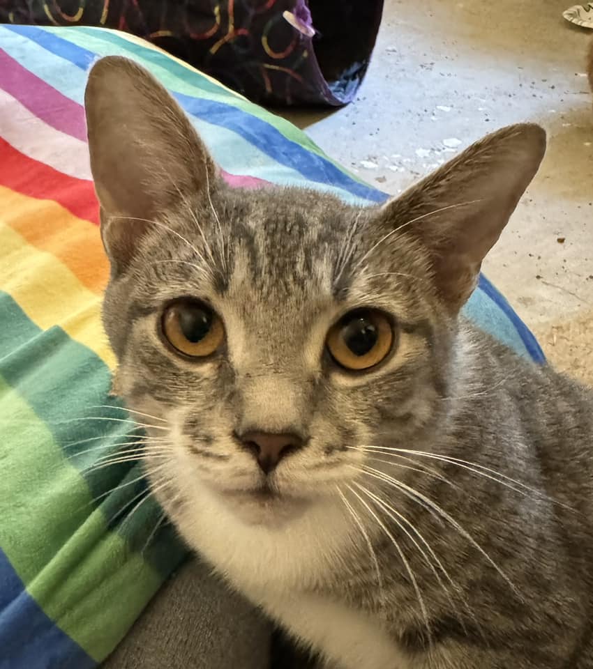 adoptable Cat in Montgomery, TX named Tortilla