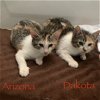 adoptable Cat in montgomery, tx, TX named Dakota